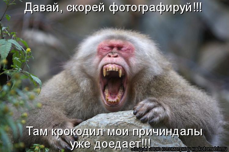 Котоматрица: Давай, скорей фотографируй!!! уже доедает!!! Там крокодил мои причиндалы