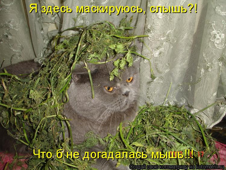 Котоматрица: Я здесь маскируюсь, слышь?! Что б не догадалась мышь!!!