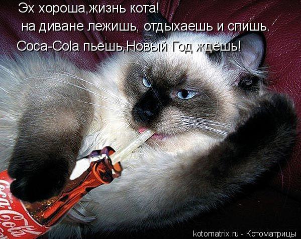 Котоматрица: на диване лежишь, отдыхаешь и спишь. Эх хороша,жизнь кота! Coca-Cola пьёшь,Новый Год ждёшь!