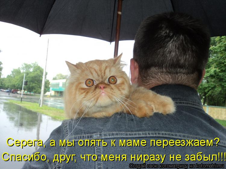 Котоматрица: Серега, а мы опять к маме переезжаем? Спасибо, друг, что меня ниразу не забыл!!!