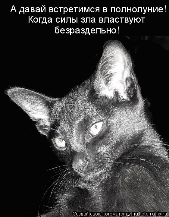 Котоматрица: А давай встретимся в полнолуние! Когда силы зла властвуют  безраздельно!
