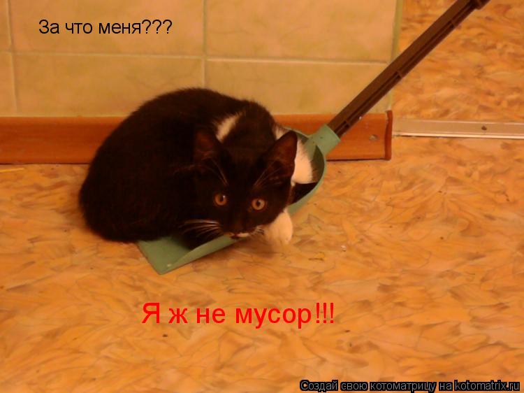 Котоматрица: За что меня??? Я ж не мусор!!!