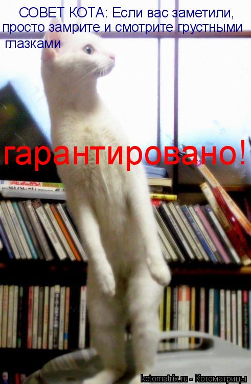 Котоматрица: СОВЕТ КОТА: Если вас заметили, просто замрите и смотрите грустными глазками  гарантировано!