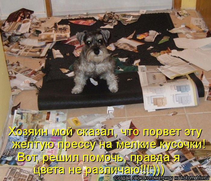 Котоматрица: цвета не различаю!!!:)))  желтую прессу на мелкие кусочки! Хозяин мой сказал, что порвет эту Вот, решил помочь, правда я