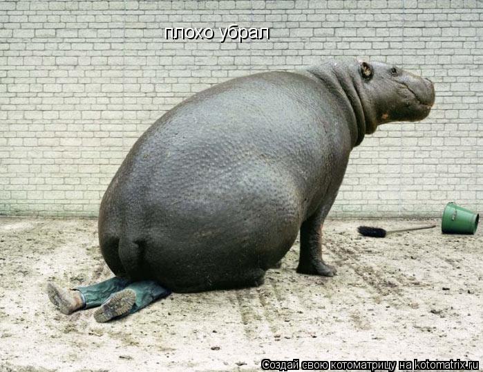 Котоматрица: плохо убрал