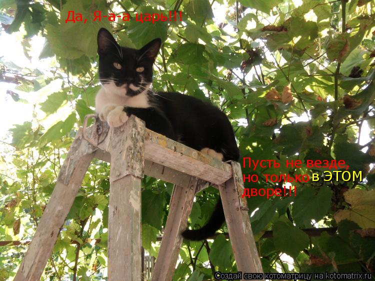 Котоматрица: Да, Я-а-а царь!!! Пусть не везде, но только  в ЭТОМ дворе!!!