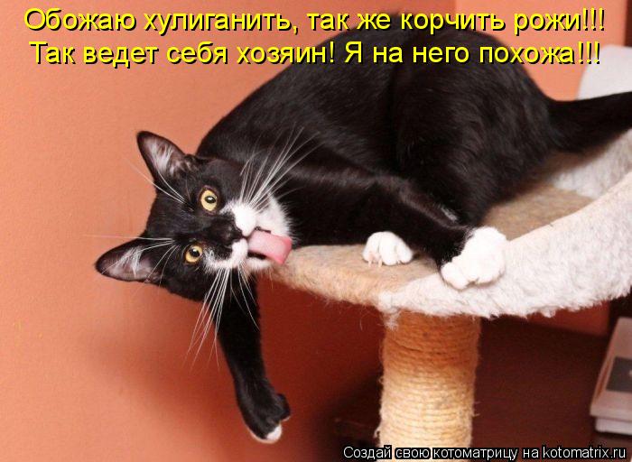 Котоматрица: Обожаю хулиганить, так же корчить рожи!!! Так ведет себя хозяин! Я на него похожа!!!