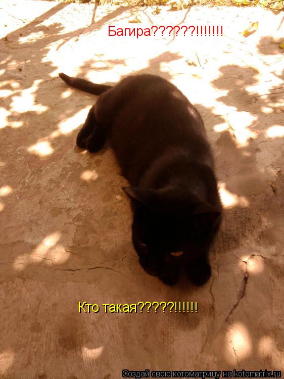 Котоматрица: Багира??????!!!!!!! Кто такая?????!!!!!!