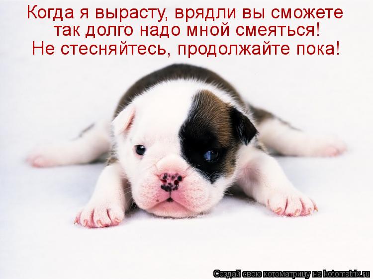 Котоматрица: Когда я вырасту, врядли вы сможете  так долго надо мной смеяться! Не стесняйтесь, продолжайте пока!