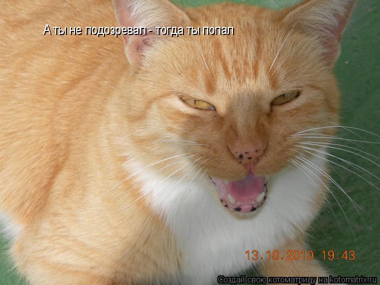 Котоматрица: А ты не подозревал - тогда ты попал