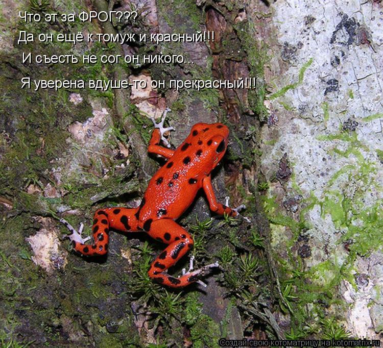 Котоматрица: Что эт за ФРОГ??? Я уверена вдуше-то он прекрасный!!! Да он ещё к томуж и красный!!! И съесть не сог он никого...