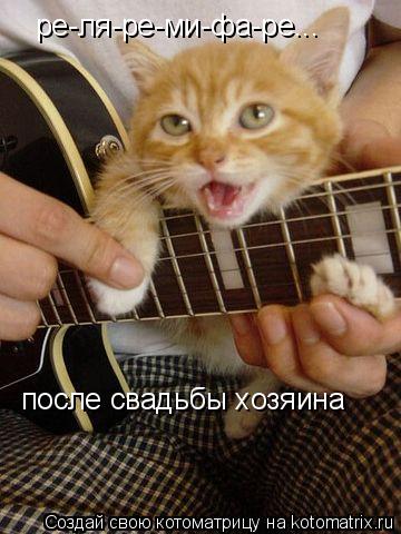 Котоматрица: ре-ля-ре-ми-фа-ре... после свадьбы хозяина
