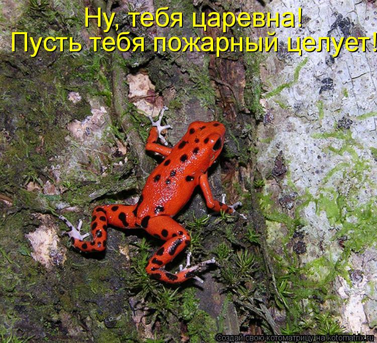 Котоматрица: Ну, тебя царевна!  Пусть тебя пожарный целует!