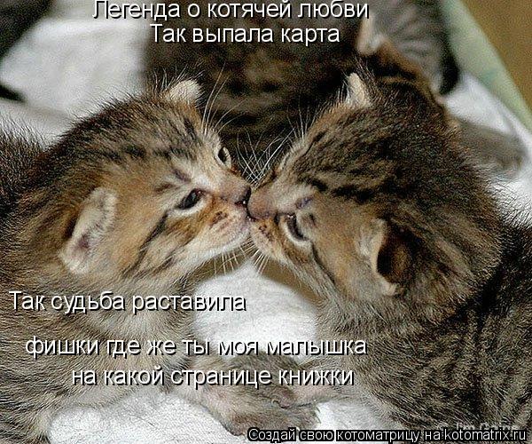 Котоматрица: Так выпала карта Так судьба раставила  фишки где же ты моя малышка на какой странице книжки Легенда о котячей любви