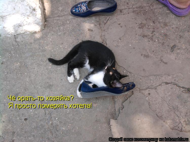 Котоматрица: Чё орать-то хозяйка?  Я просто померять хотела!