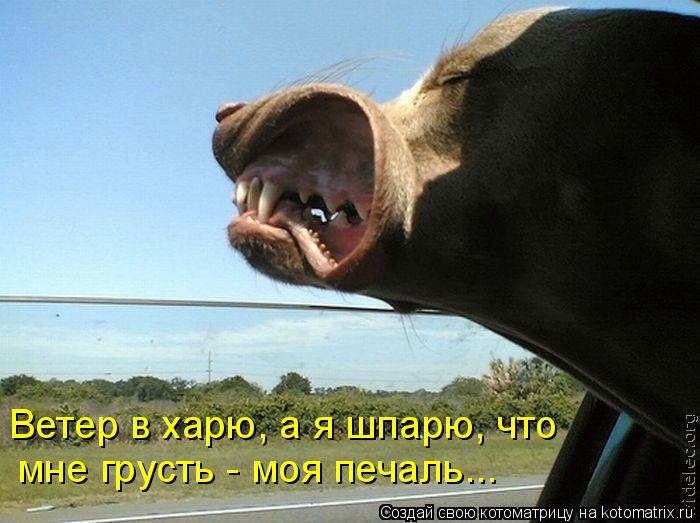 Котоматрица: мне грусть - моя печаль... Ветер в харю, а я шпарю, что