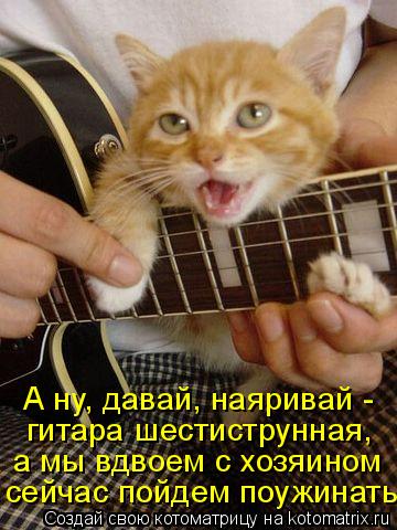 Котоматрица: сейчас пойдем поужинать! а мы вдвоем с хозяином гитара шестиструнная, А ну, давай, наяривай -