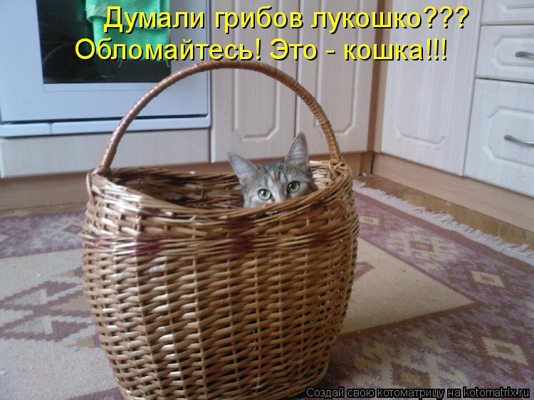 Котоматрица: Думали грибов лукошко??? Обломайтесь! Это - кошка!!!