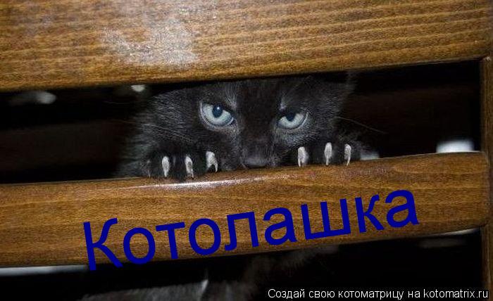 Котоматрица: Котолашка