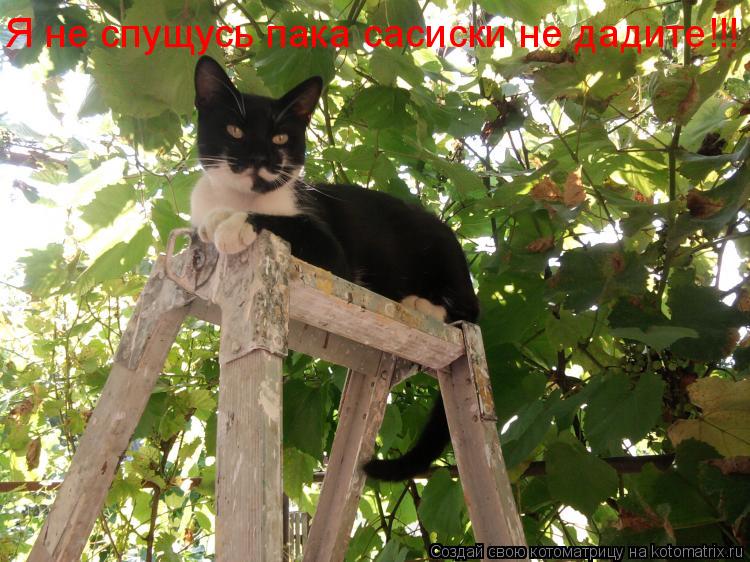 Котоматрица: Я не спущусь пака сасиски не дадите!!!