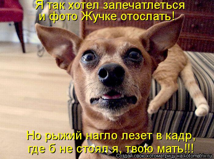 Котоматрица: Я так хотел запечатлеться  и фото Жучке отослать! Но рыжий нагло лезет в кадр,  где б не стоял я, твою мать!!!