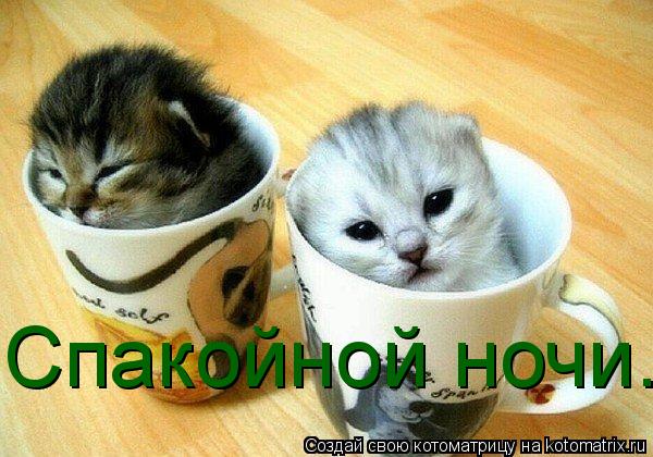 Котоматрица: Спакойной ночи.