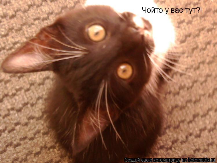 Котоматрица: Чойто у вас тут?!