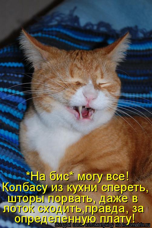 Котоматрица: шторы порвать, даже в  определенную плату! Колбасу из кухни спереть, *На бис* могу все! лоток сходить,правда, за