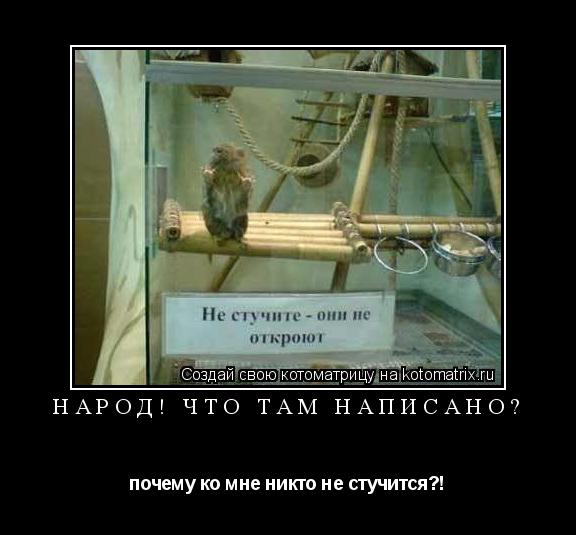 Котоматрица: народ! что там написано? почему ко мне никто не стучится?!