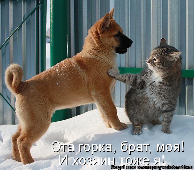 Котоматрица: И хозяин тоже я! Эта горка, брат, моя!