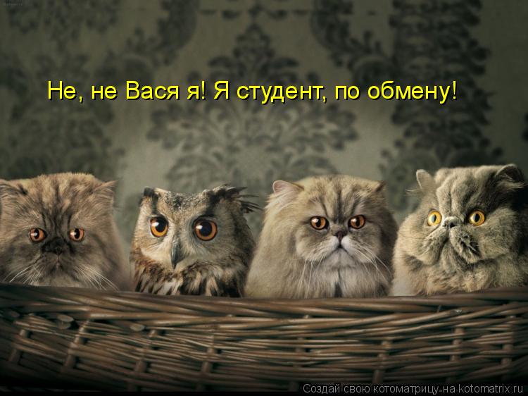 Котоматрица: Не, не Вася я! Я студент, по обмену!