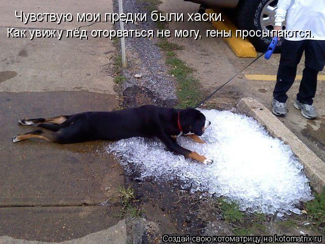 Котоматрица: Чувствую мои предки были хаски. Как увижу лёд оторваться не могу, гены просыпаются.