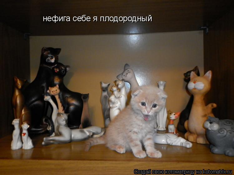 Котоматрица: нефига себе я плодородный