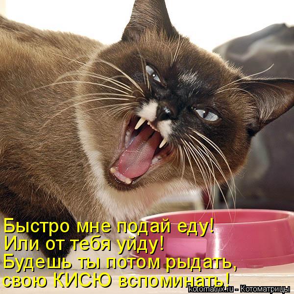 Котоматрица: Быстро мне подай еду! Или от тебя уйду! Будешь ты потом рыдать, свою КИСЮ вспоминать!