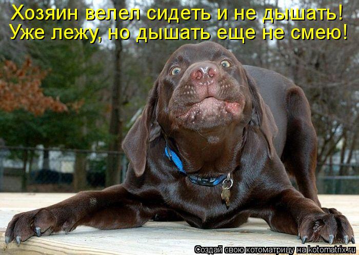 Котоматрица: Хозяин велел сидеть и не дышать! Уже лежу, но дышать еще не смею!