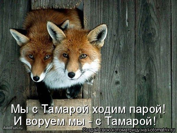 Котоматрица: Мы с Тамарой ходим парой! И воруем мы - с Тамарой!