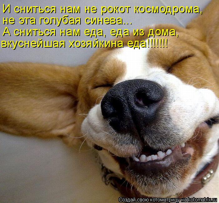 Котоматрица: А сниться нам еда, еда из дома, не эта голубая синева... И сниться нам не рокот космодрома, вкуснейшая хозяйкина еда!!!!!!!