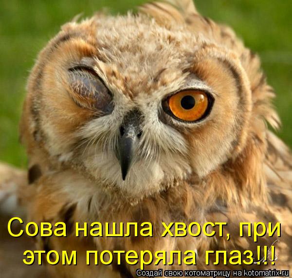 Котоматрица: Сова нашла хвост, при  этом потеряла глаз!!!