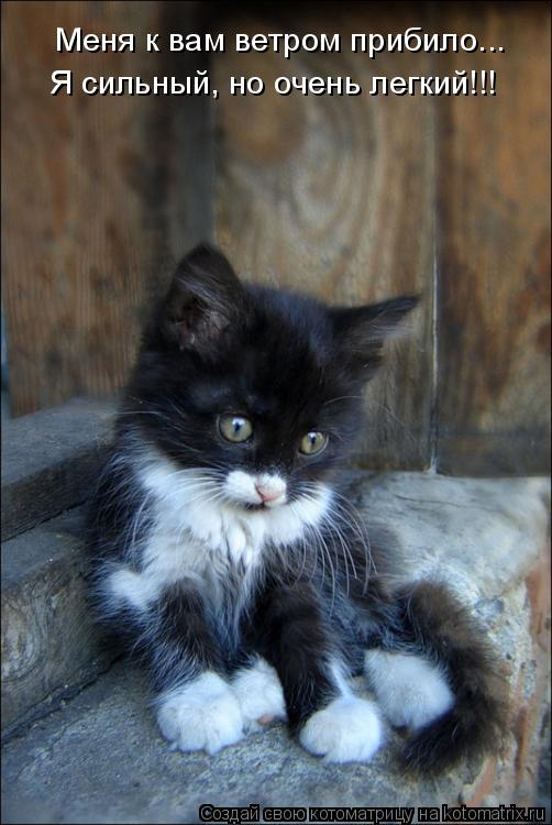 Котоматрица: Меня к вам ветром прибило... Я сильный, но очень легкий!!!