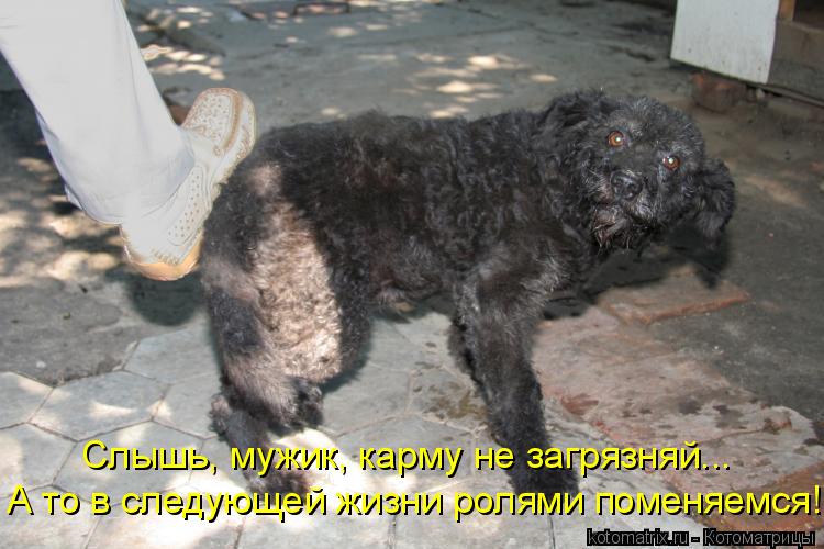 Котоматрица: А то в следующей жизни ролями поменяемся!!! Слышь, мужик, карму не загрязняй...
