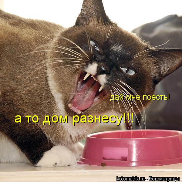 Котоматрица: дай мне поесть! а то дом разнесу!!!