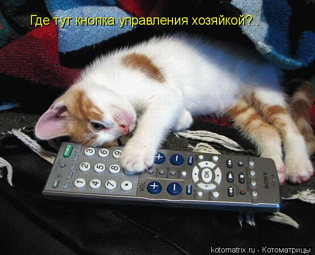 Котоматрица: Где тут кнопка управления хозяйкой?..