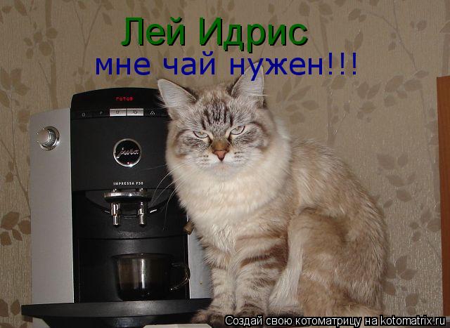 Котоматрица: Лей Идрис мне чай нужен!!! Лей Идрис мне чай нужен!!!