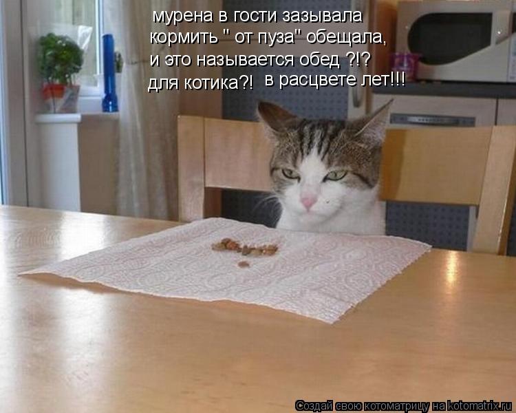 Котоматрица: мурена в гости зазывала кормить " от пуза" обещала, и это называется обед ?!? для котика?! в расцвете лет!!!