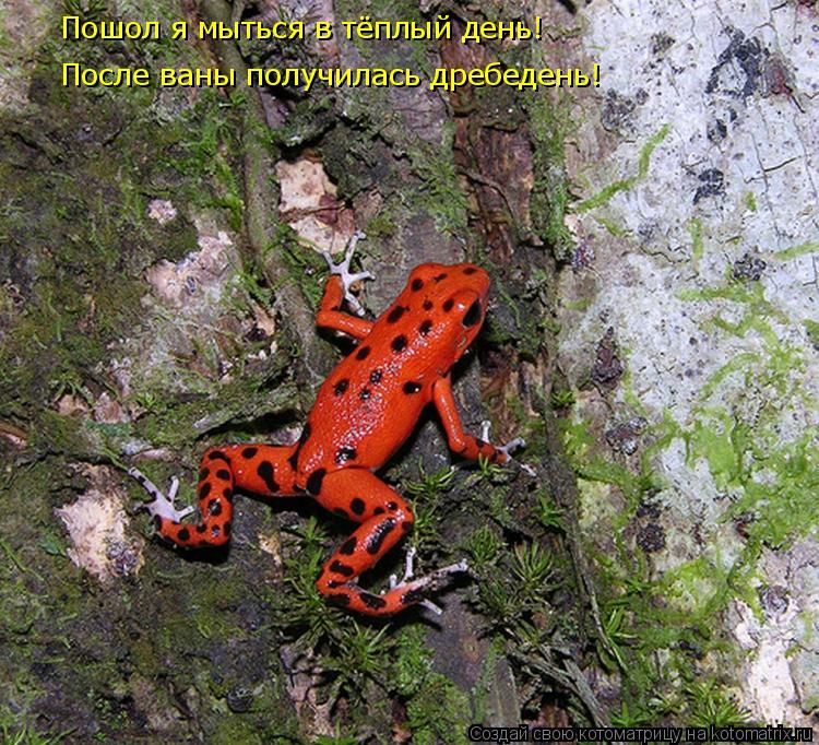 Котоматрица: Пошол я мыться в тёплый день! После ваны получилась дребедень!