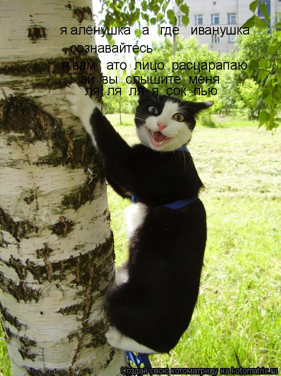 Котоматрица: я алёнушка   а   где   иванушка сознавайтесь я вам   ато  лицо  расцарапаю эй  вы  слышите  меня ля  ля  ля  я  сок  пью