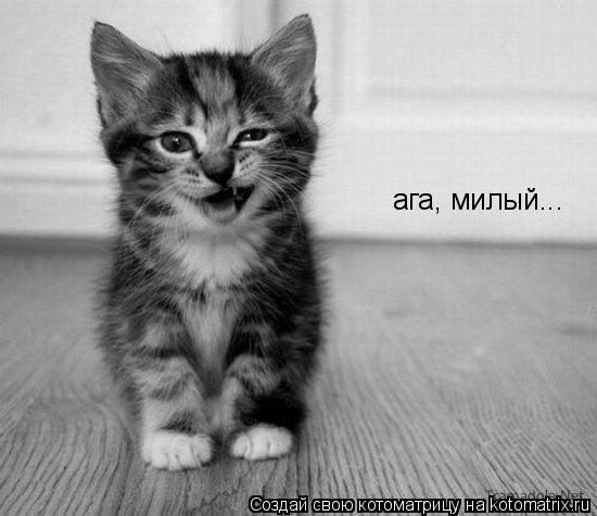 Котоматрица: ага, милый...