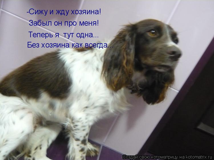 Котоматрица: -Сижу и жду хозяина!  Забыл он про меня! Теперь я  тут одна... Без хозяина как всегда...