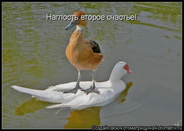 Котоматрица: Наглость второе счастье!