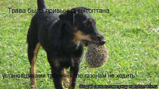 Котоматрица: Трава была привычно вытоптана установщиками табличек "по газонам не ходить"